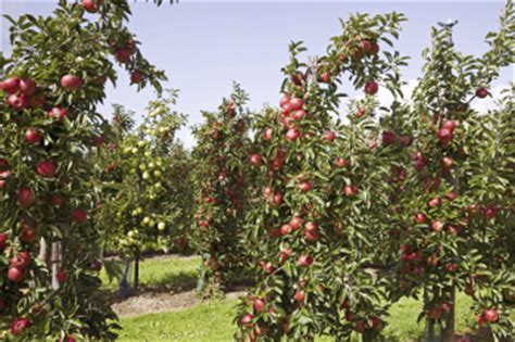 Cortland Apple Tree for Sale | Cold Hardy Apples | Willis Orchard Company