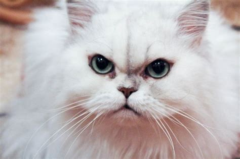 Angry cat | Cats, Angry cat, White cat breeds