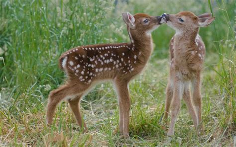 Two Little Cute Deer Hd Wallpaper : Wallpapers13.com