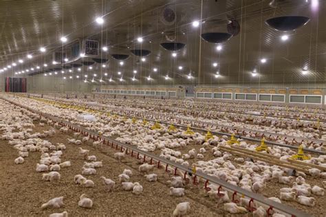 Small Chickens in a Hatchery Stock Image - Image of pasture, group: 173479419