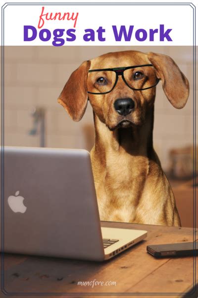 Dogs at Work Memes #FridayFrivolity - Munofore