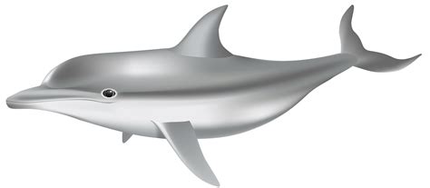 Dolphin clipart gray dolphin, Dolphin gray dolphin Transparent FREE for download on ...