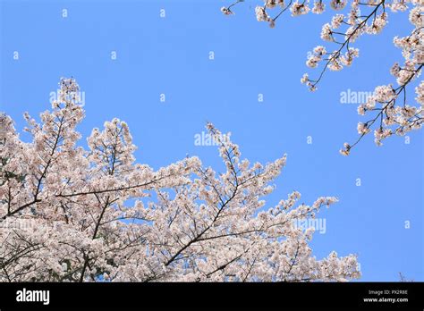 Cherry blossoms in Kyoto Arashiyama Stock Photo - Alamy