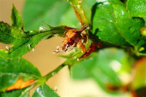 Little White Bugs on Miniature Rose Bush in the Pests and Diseases ...