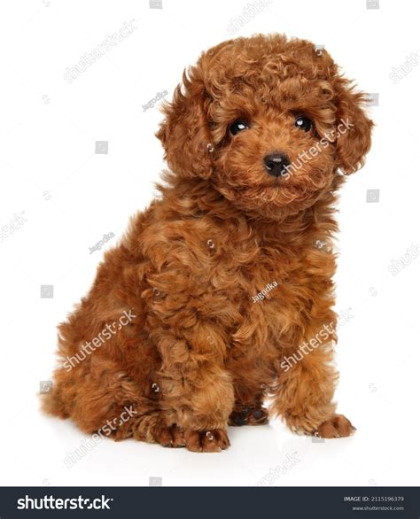 89,967 Poodle Images, Stock Photos & Vectors | Shutterstock