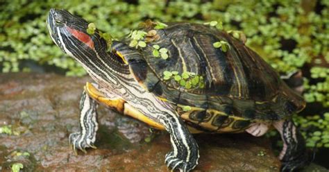 Red-Eared Slider Turtles