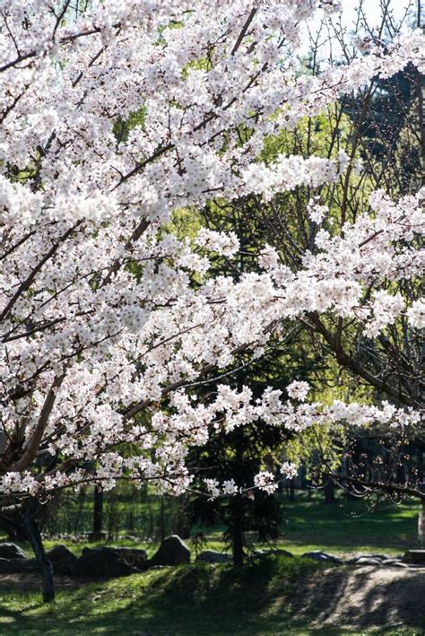 Sakura Cherry Trees in Full Blooming Stock Photo - Image of bloom ...