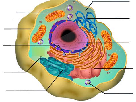 Animal Cell Diagram, 7th Grade Science Chapter 1 sections 1 & 2 Cells Diagram | Quizlet