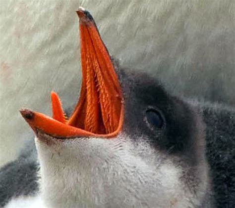 Baby Gentoo Penguin Chicks in Antarctica - WOW!!!