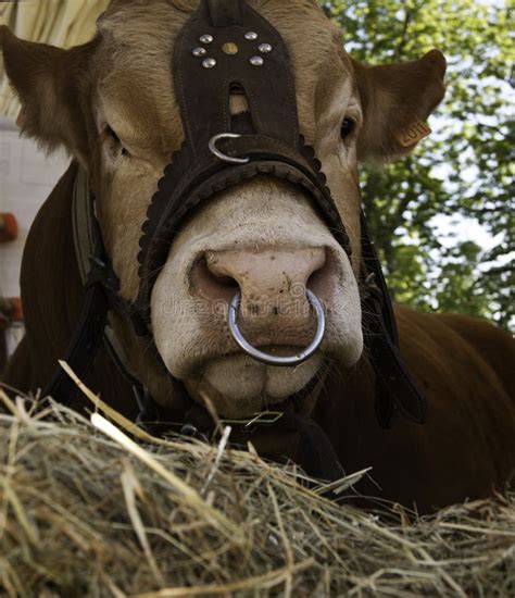 Domesticated Cow with Nose Ring Stock Image - Image of milk, animal ...