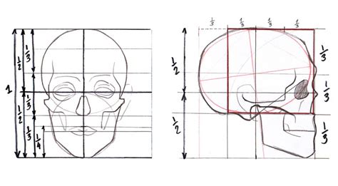 Proportions of human head