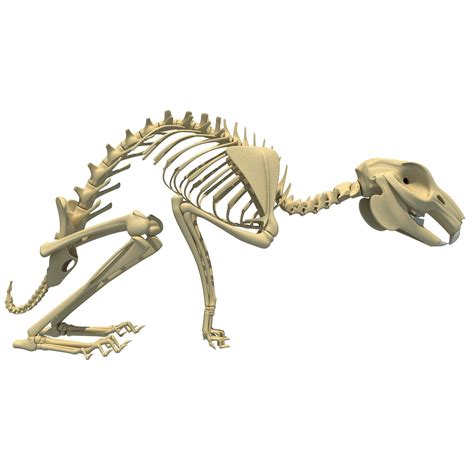 Rabbit Skeleton 3D Model | Rabbit skeleton, 3d model, Skeleton