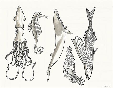 Sea Life Drawings