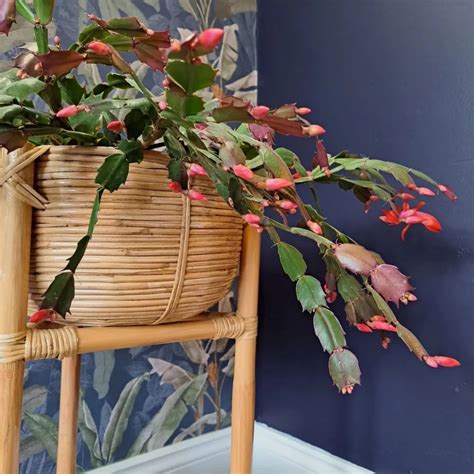 The Best Christmas Cactus Soil: Top Choices and DIY Solutions