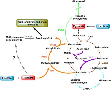 Mycobacterium tuberculosis requires glyoxylate shunt and reverse methylcitrate cycle for lactate ...