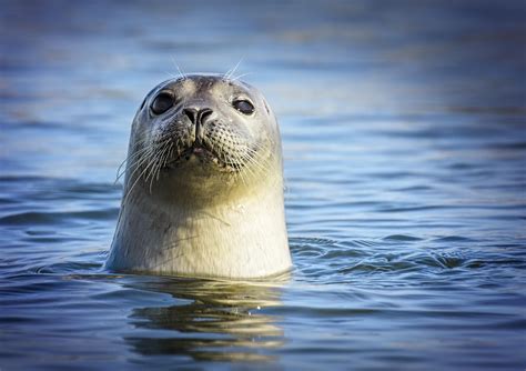 California Man Stranded In The Pacific Ocean Saved By Harbor Seal | iHeart