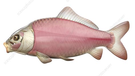 Fish anatomy, illustration - Stock Image - F038/3175 - Science Photo Library