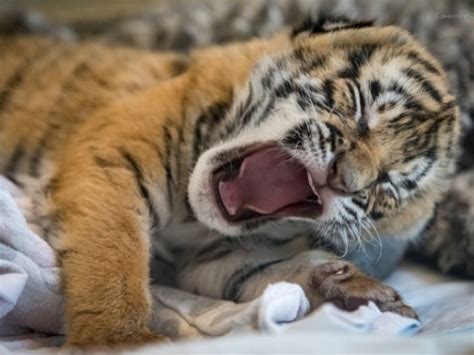 Feeding time for Cincinnati Zoo's Malayan tiger cubs - Gallery