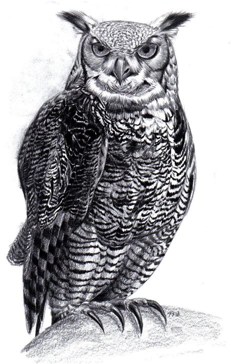 Great Horned Owl by Tristan-Despero on deviantART | Owls drawing, Owl ...