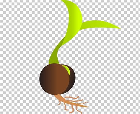 Seedling clipart sprouted, Seedling sprouted Transparent FREE for ...