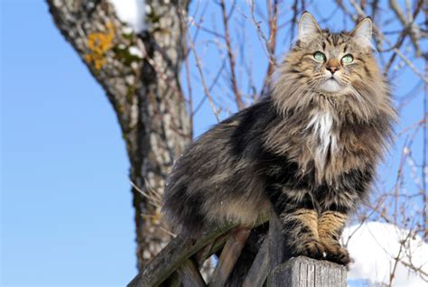 The Pet Of Vikings - Norwegian Forest Cat – Viral Cats Blog