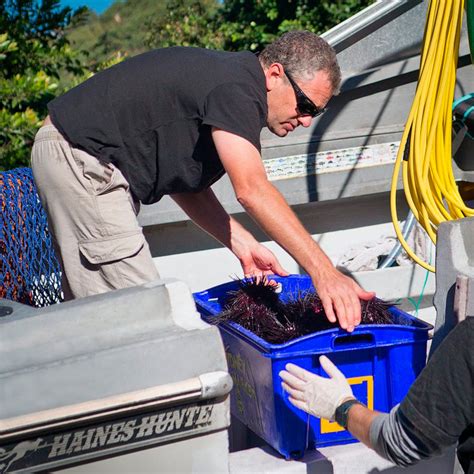 Sea Urchin Harvest | The Freshest Sea Urchin Roe in Australia