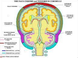 dura mater layers - Google Search | Dura mater, Anatomy and physiology, Brain