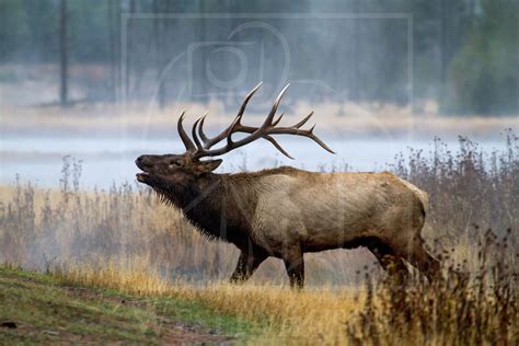 Bull Elk Bugling Digital Download Wildlife Nature Antlers - Etsy