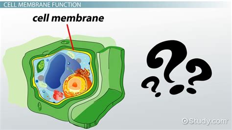 Plant Cell Wall : Differences Between Plant And Animal Cells - From the ...