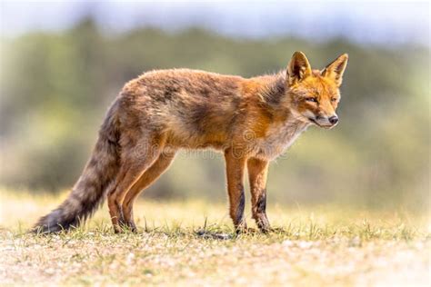 Red Fox in natural habitat stock image. Image of look - 136523139