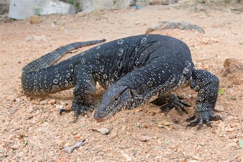 Drunken brothers in lethal brawl after meal of lizard guts | Thailand News