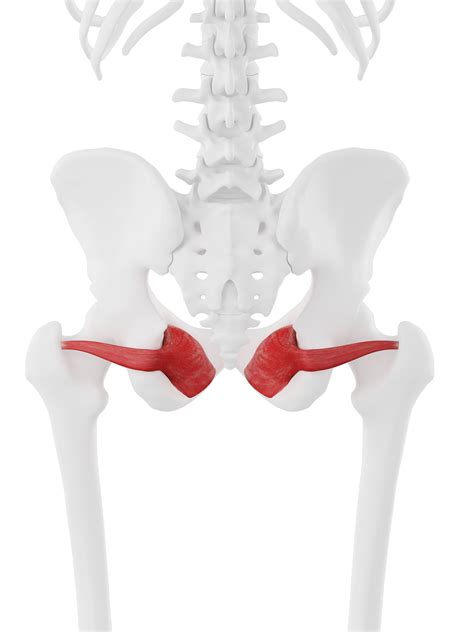 Obturator Internus | Sagittal plane, Muscle anatomy, Greater trochanter