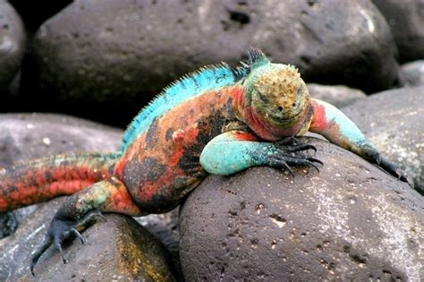 Marine Iguana – "OCEAN TREASURES" Memorial Library