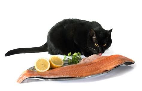 Can Cats Eat Salmon? 3 Types Of Salmon & Is It Best?