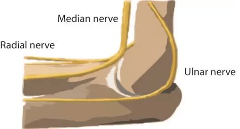 The Anatomy of the Elbow