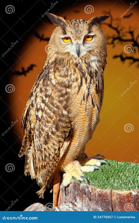 Bubo Bubo Eagle Owl Night Bird Stock Image - Image of night, bats: 24778457