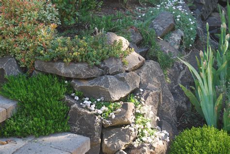 23 Rock Wall Garden Plants Ideas To Try This Year | SharonSable