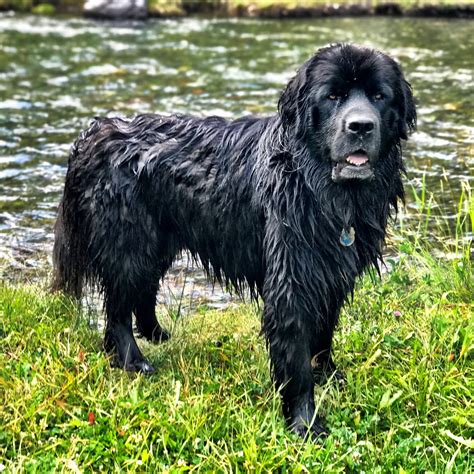 Can Newfoundlands Be Left Alone: Tips For Independence