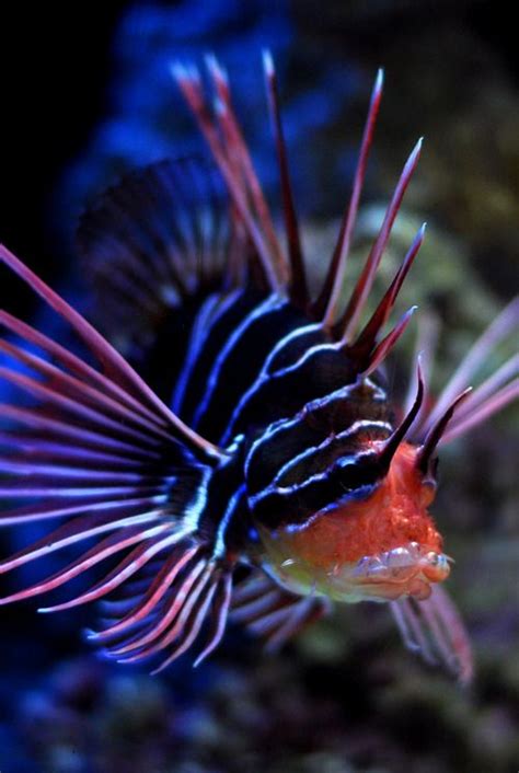 15 best images about dragon fish on Pinterest | Deep sea, Lakes and ...