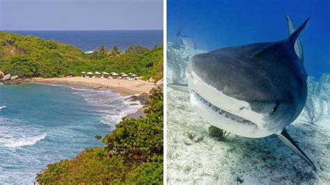 Holidaymaker, 56, mauled to death in terrifying Caribbean shark attack ...