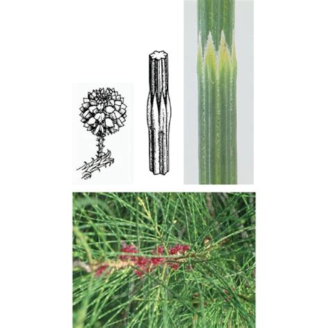 Casuarina equisetifolia female flowers, cones and nodes. Cones... | Download Scientific Diagram