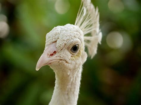 Leucistic Peacock Photograph by Richard Reeve - Pixels