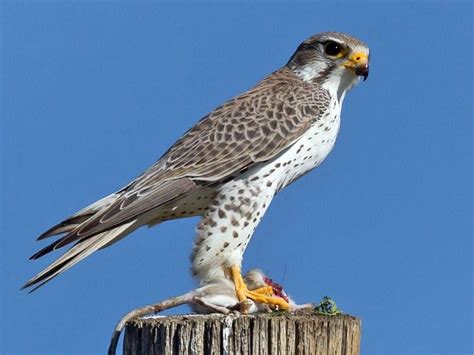 Falcon Facts, Types, Classification, Habitat, Diet, Adaptations