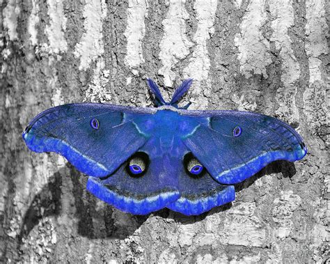 Male Moth - Brilliant Blue Photograph by Al Powell Photography USA