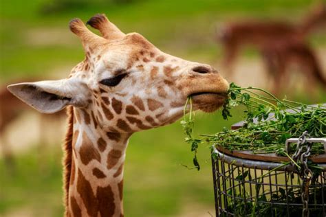 Giraffe Eating Leafs Stock Photos, Pictures & Royalty-Free Images - iStock