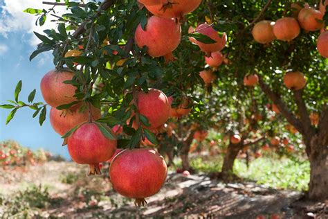 How to Grow and Care for Pomegranate Trees