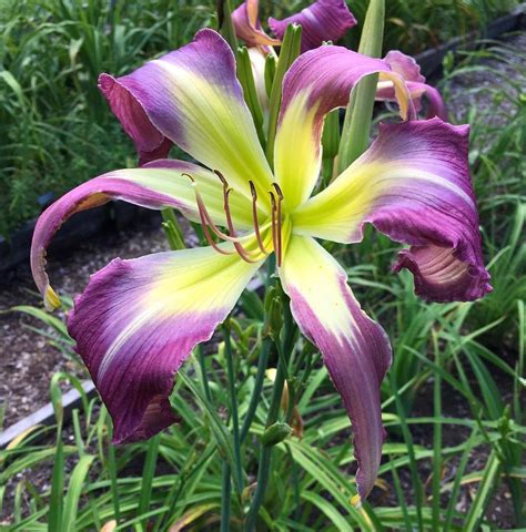 Daylilies: Plant Care and Collection of Varieties - Garden.org