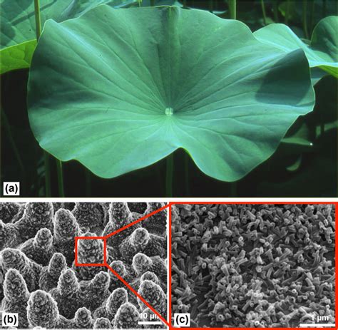 The lotus leaf: how nature makes water-repellent materials.