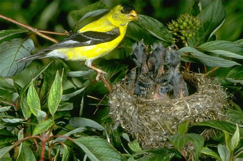 Photo of American Goldfinch At Nest With Young - Nature of New England