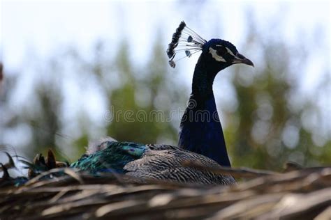 Peacock Nest Egg stock image. Image of nest, idea, bright - 9833265